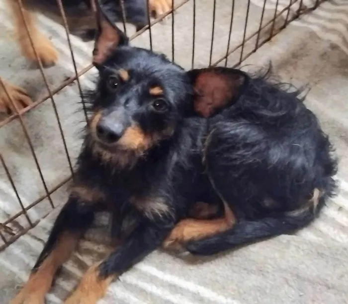 Cachorro ra a SRD-ViraLata idade 2 anos nome Palitinho 