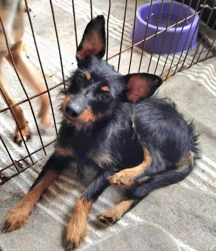 Cachorro ra a SRD-ViraLata idade 2 anos nome Palitinho 