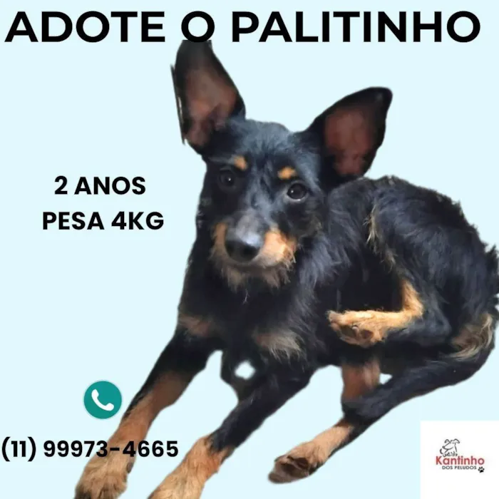 Cachorro ra a SRD-ViraLata idade 2 anos nome Palitinho 