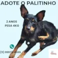 Palitinho