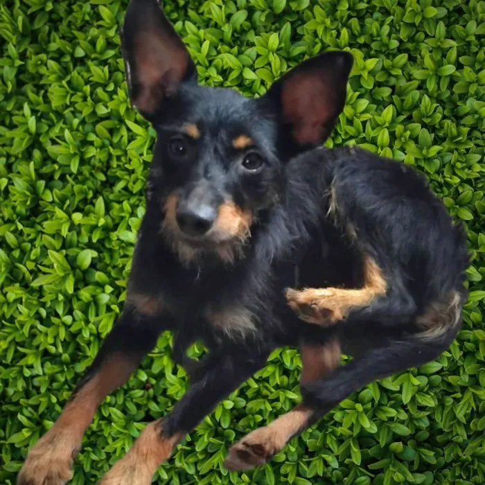 Cachorro ra a SRD-ViraLata idade 2 anos nome Palitinho 