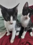 São nove gatinhos frajolas e pretinhos