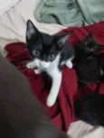 São nove gatinhos frajolas e pretinhos