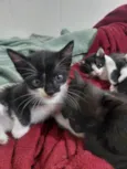 São nove gatinhos frajolas e pretinhos