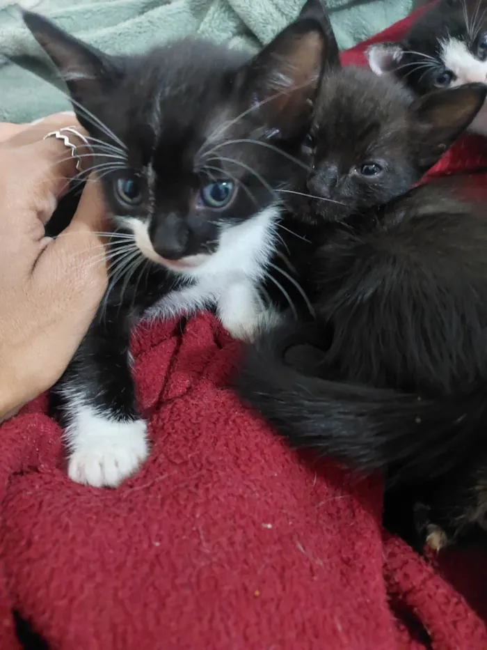 Gato ra a SRD-ViraLata idade 2 a 6 meses nome São nove gatinhos frajolas e pretinhos