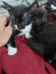 São nove gatinhos frajolas e pretinhos