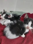 São nove gatinhos frajolas e pretinhos
