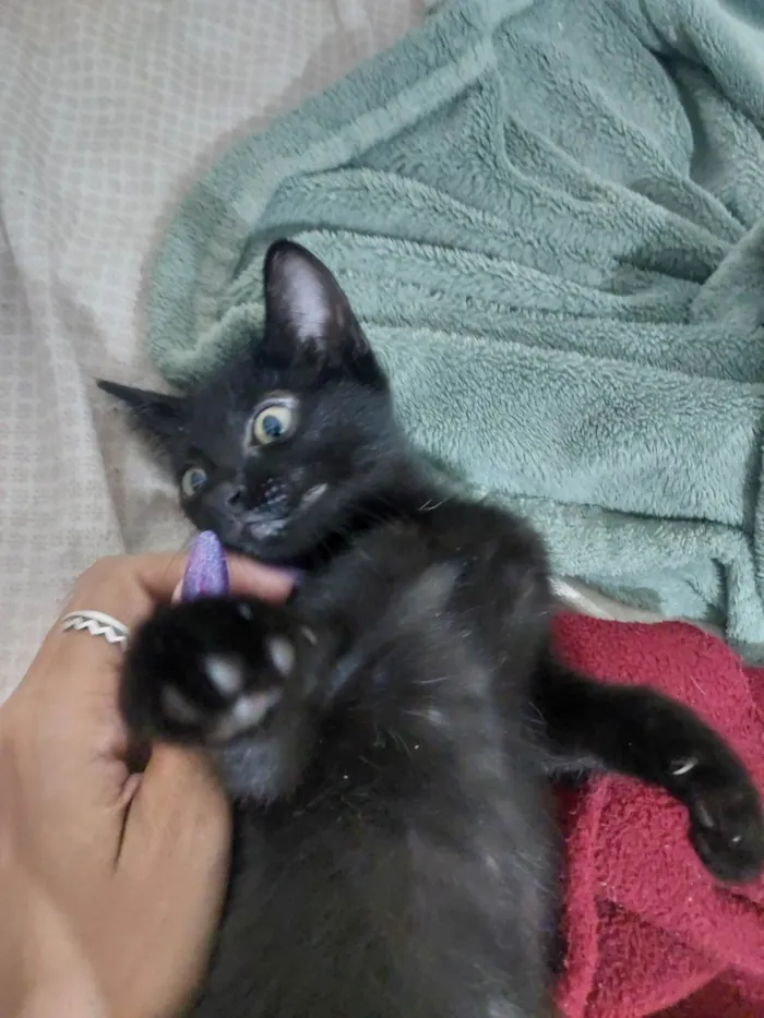 Gato ra a SRD-ViraLata idade 2 a 6 meses nome São nove gatinhos frajolas e pretinhos