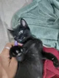 São nove gatinhos frajolas e pretinhos