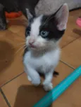 São nove gatinhos frajolas e pretinhos