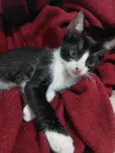 São nove gatinhos frajolas e pretinhos
