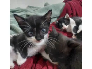 Gato raça SRD-ViraLata idade 2 a 6 meses nome São nove gatinhos frajolas e pretinhos