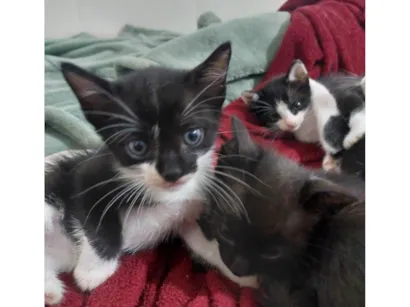 Gato raça SRD-ViraLata idade 2 a 6 meses nome São nove gatinhos frajolas e pretinhos