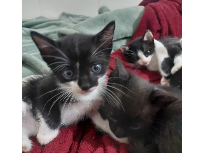 Gato ra a SRD-ViraLata idade 2 a 6 meses nome São nove gatinhos frajolas e pretinhos