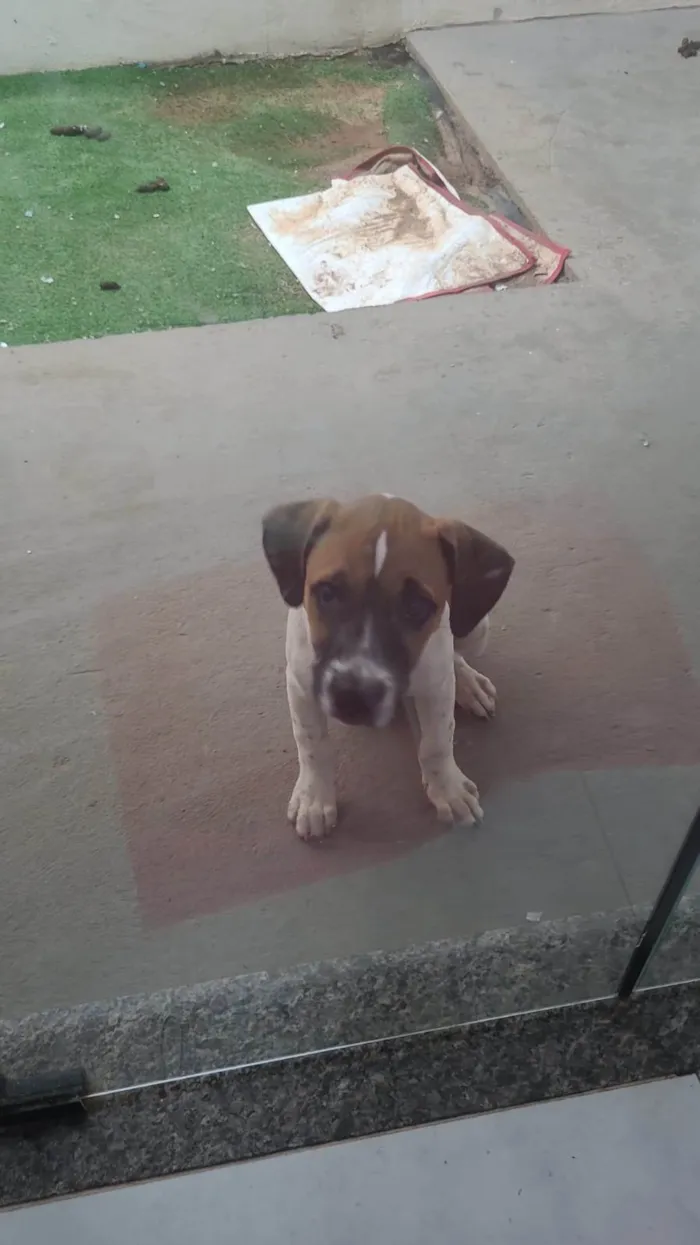 Cachorro ra a SRD-ViraLata idade Abaixo de 2 meses nome Jujuba