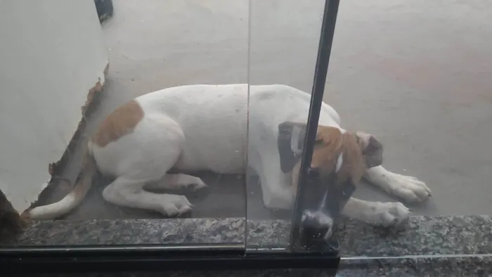 Cachorro ra a SRD-ViraLata idade Abaixo de 2 meses nome Jujuba