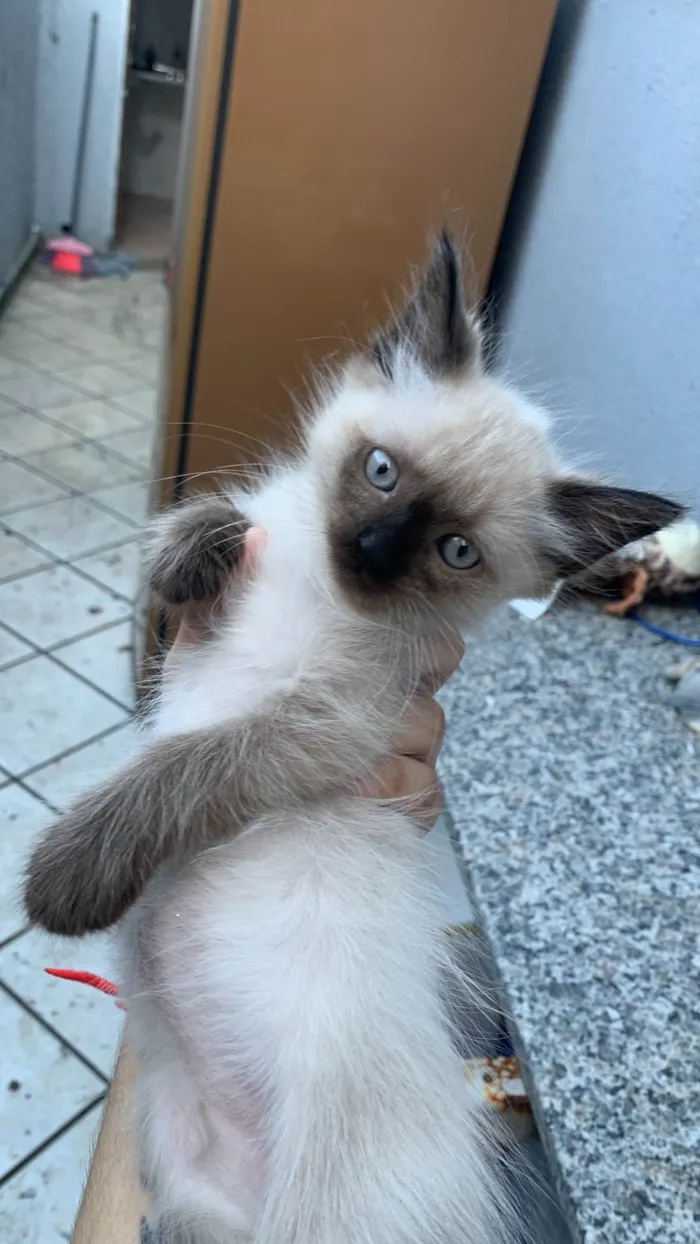 Gato ra a Siamês idade 2 a 6 meses nome Não tem 