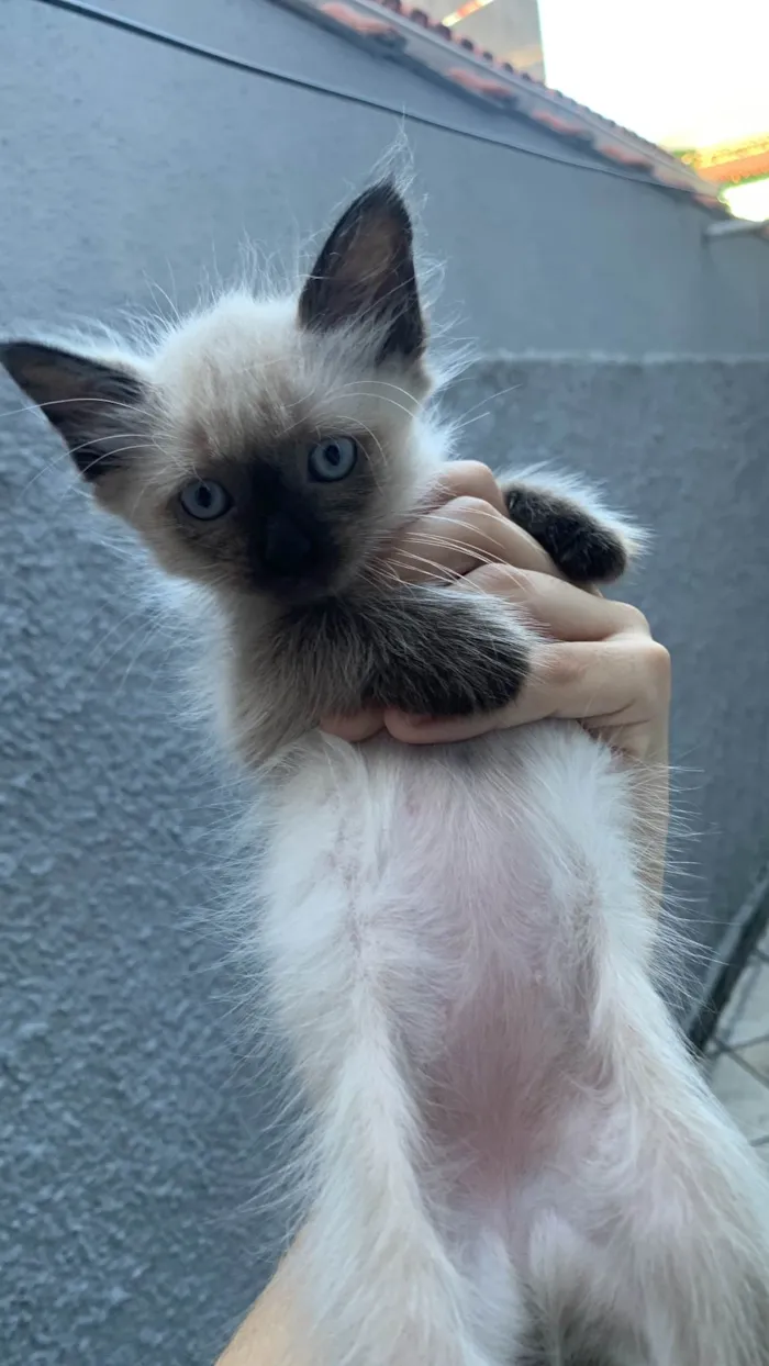 Gato ra a Siamês idade 2 a 6 meses nome Não tem 