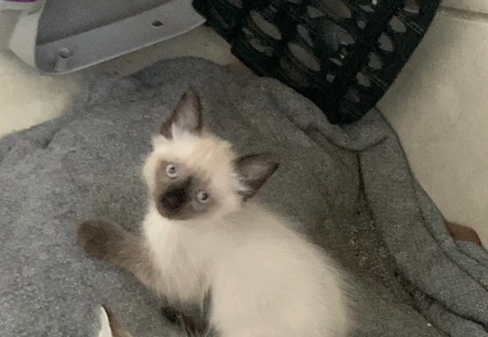 Gato ra a Siamês idade 2 a 6 meses nome Não tem 
