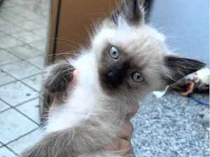 Gato raça Siamês idade 2 a 6 meses nome Não tem 