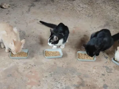 Gato raça SRD-ViraLata idade 2 a 6 meses nome Não tem