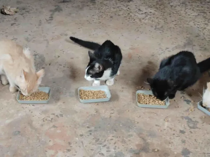Gato ra a SRD-ViraLata idade 2 a 6 meses nome Não tem