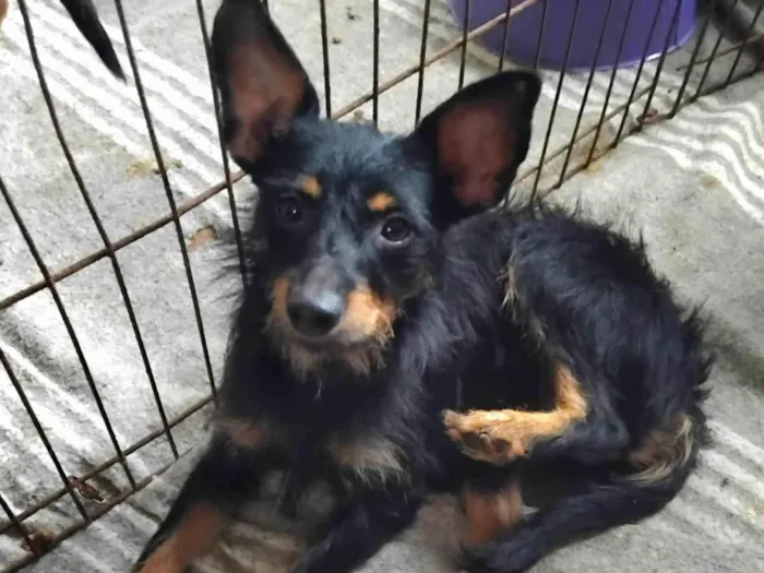 Cachorro ra a SRD-ViraLata idade 2 anos nome Palitinho 