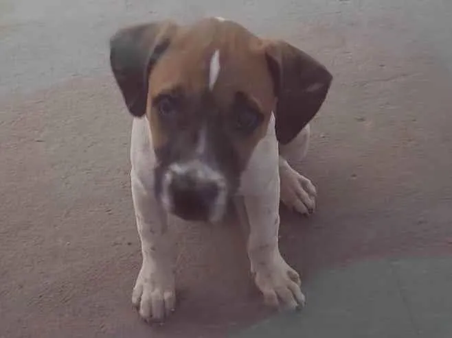 Cachorro ra a SRD-ViraLata idade Abaixo de 2 meses nome Jujuba