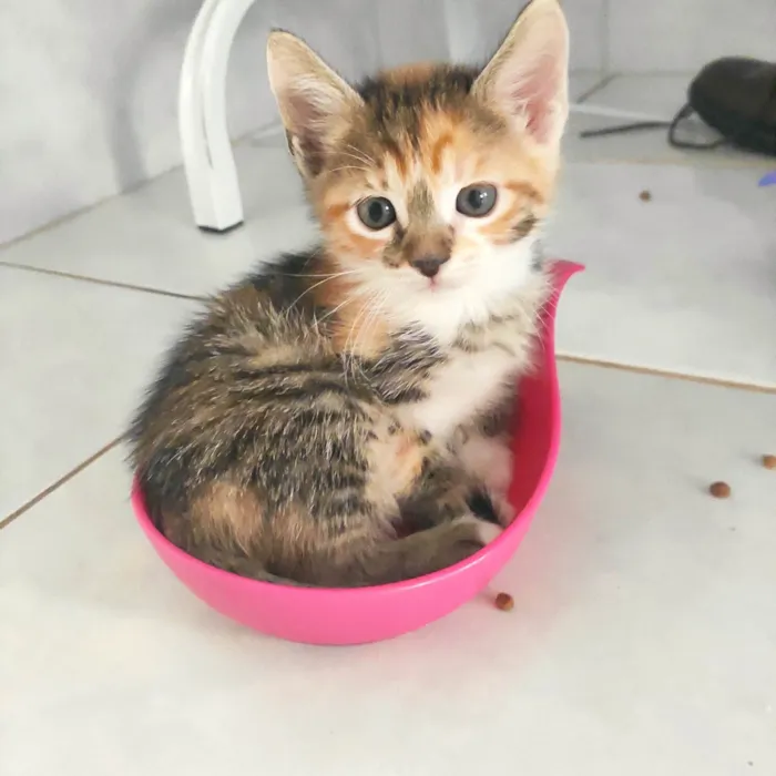 Gato ra a SRD-ViraLata idade Abaixo de 2 meses nome Beterraba 