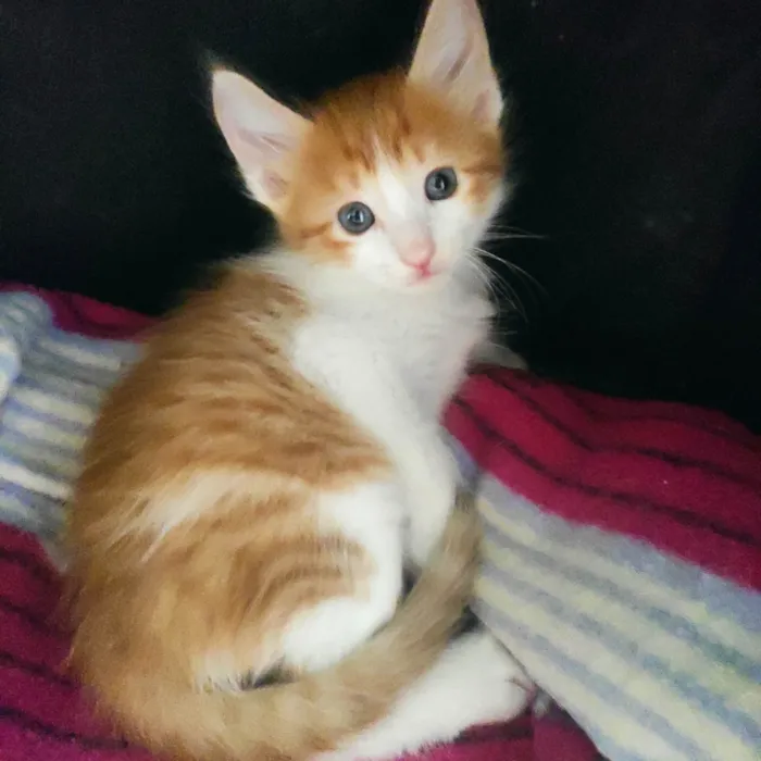 Gato ra a SRD-ViraLata idade Abaixo de 2 meses nome Beirute