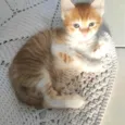 Cleitinho