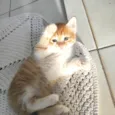 Cleitinho