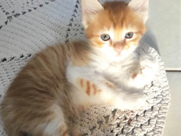 Gato ra a SRD-ViraLata idade Abaixo de 2 meses nome Cleitinho