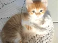 Cleitinho