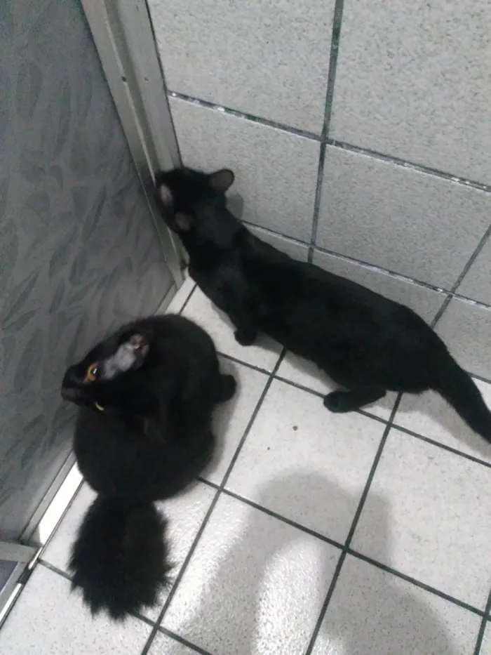 Gato ra a SRD-ViraLata idade 1 ano nome Cuscuz ,vovozinha,super choque ,denguinho