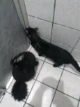 Cuscuz ,vovozinha,super choque ,denguinho