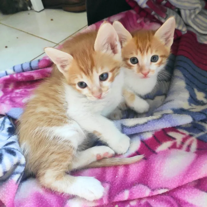 Gato ra a SRD-ViraLata idade Abaixo de 2 meses nome Batata e Baroa