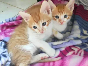 Gato raça SRD-ViraLata idade Abaixo de 2 meses nome Batata e Baroa
