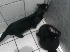 Gato raça SRD-ViraLata idade 1 ano nome Cuscuz ,vovozinha,super choque ,denguinho