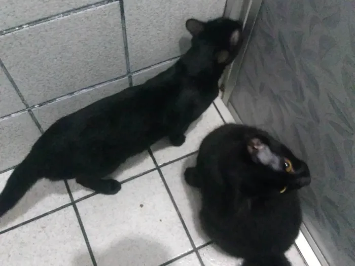 Gato ra a SRD-ViraLata idade 1 ano nome Cuscuz ,vovozinha,super choque ,denguinho