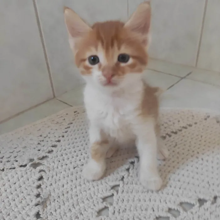 Gato ra a SRD-ViraLata idade Abaixo de 2 meses nome Jungkook