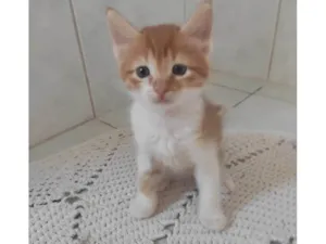 Gato raça SRD-ViraLata idade Abaixo de 2 meses nome Jungkook