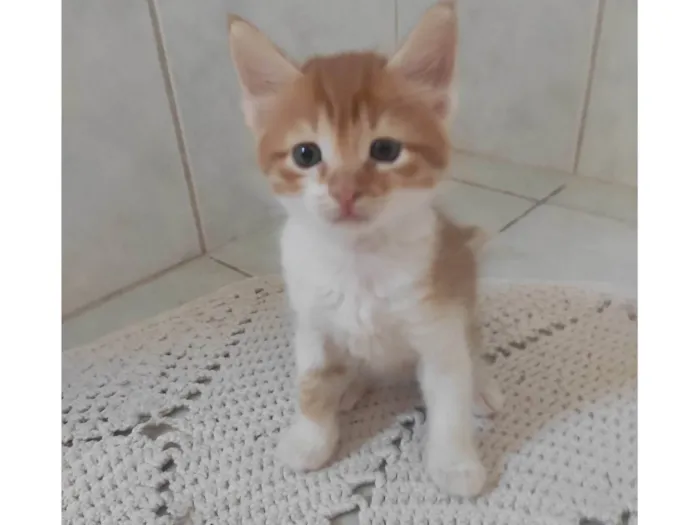 Gato ra a SRD-ViraLata idade Abaixo de 2 meses nome Jungkook