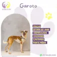 Garoto