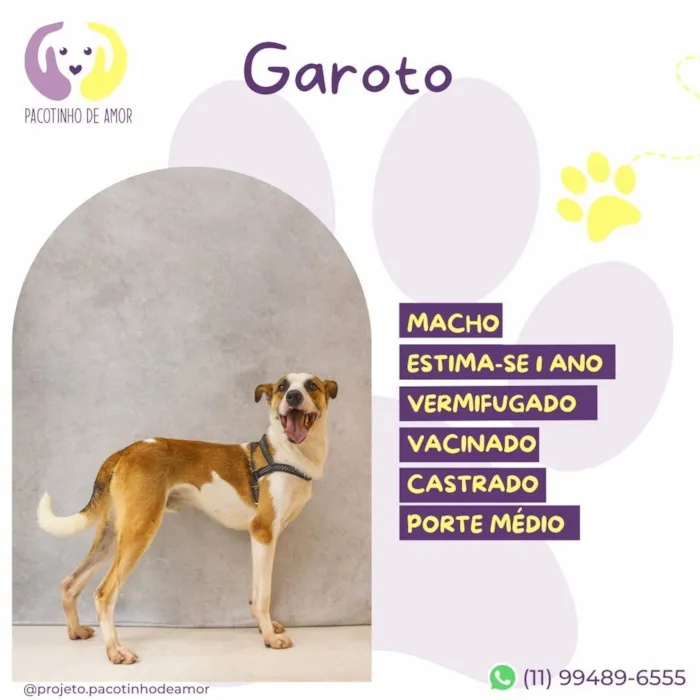 Cachorro ra a SRD-ViraLata idade 1 ano nome Garoto