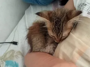 Gato raça SRD-ViraLata idade 2 a 6 meses nome Caroço de manga