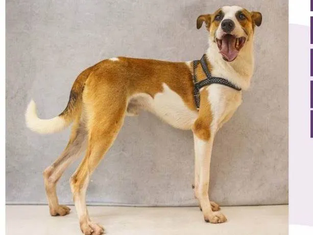 Cachorro ra a SRD-ViraLata idade 1 ano nome Garoto