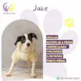 Jake