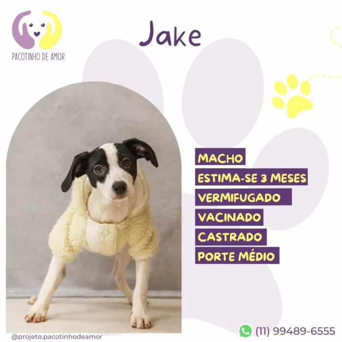 Cachorro ra a SRD-ViraLata idade 2 a 6 meses nome Jake