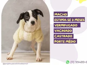 Cachorro raça SRD-ViraLata idade 2 a 6 meses nome Jake